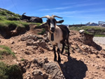 Northern Spain trip - 17th June- 4th July 2018 - mountain goat at Fuente De 